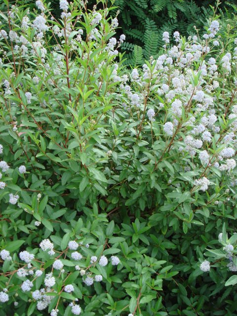 Ceanothus x delilianus